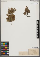 Foto von Salix waldsteiniana Willd.